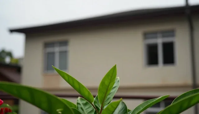应用开发维护中的关键建议与实施策略